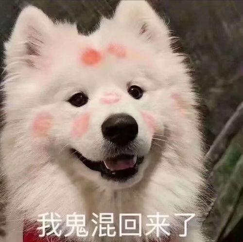 我回来了晒黑表情包,晒黑了！”表情包背后的故事与流行